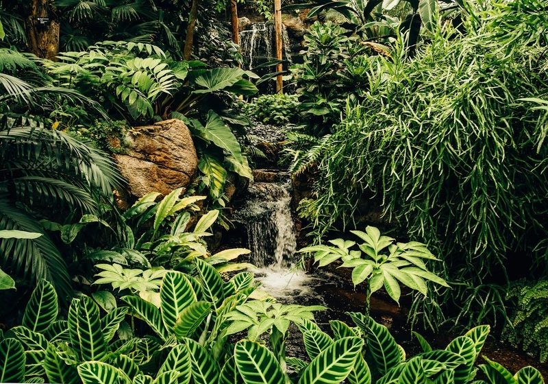 Tropical Gardens